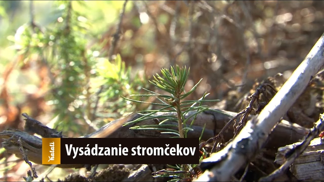 Vysádzanie stromčekov