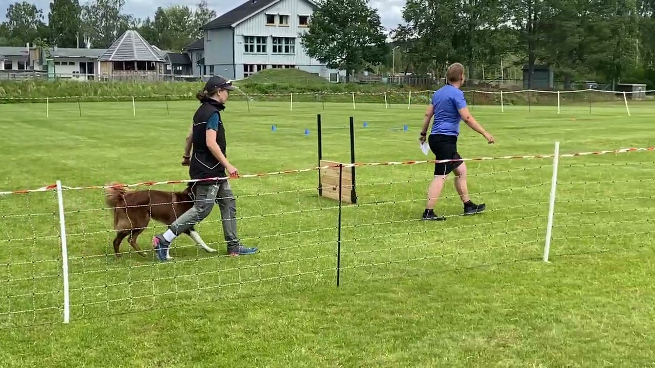 Skinner, andre start i LP2, Finstad (Eidsvoll Hundeklubb) 30. juni 2024