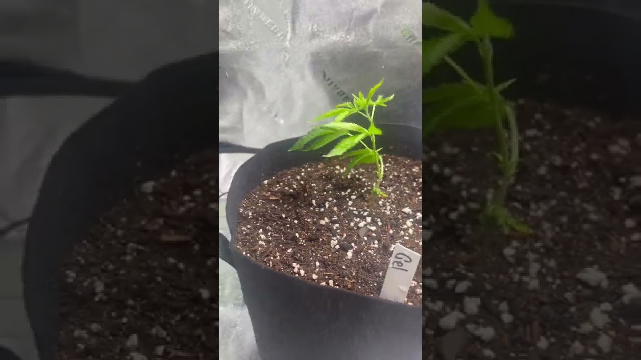 First Cannabis clone grow    Gelato | LA kush Cake