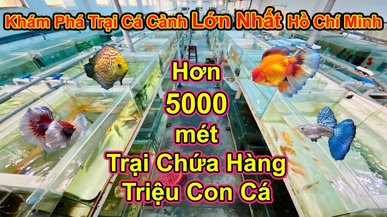 Исследуйте крупнейшую рыбную ферму в Хошимине | Рыбный супермаркет 5000 квадратных метров