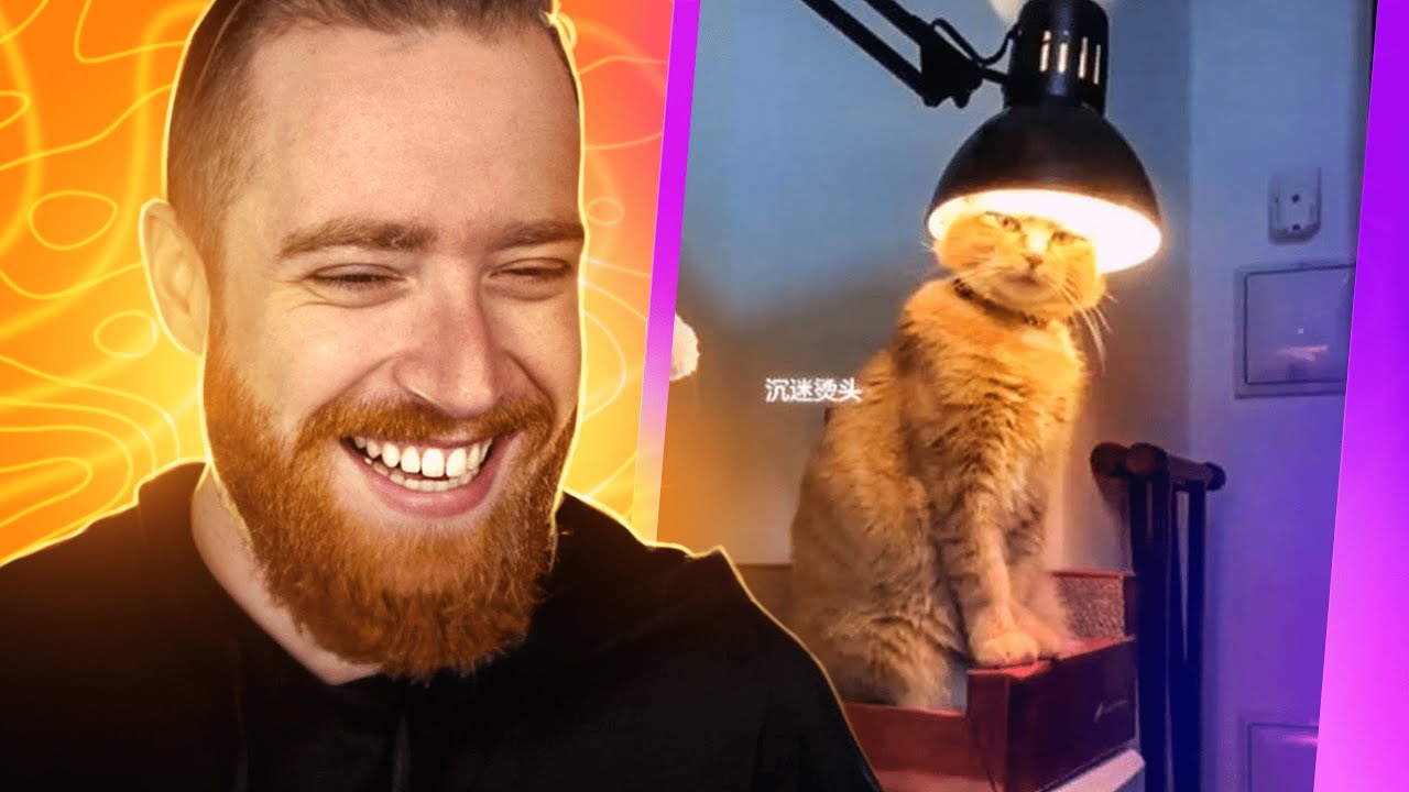 os animais na internet // OSHI #103
