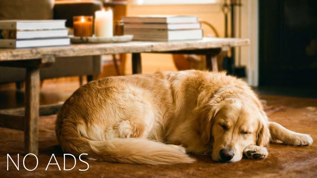 Healing Sleep Music for Dogs 🐾 Stress Relief & Deep Rest🎵Dog Music