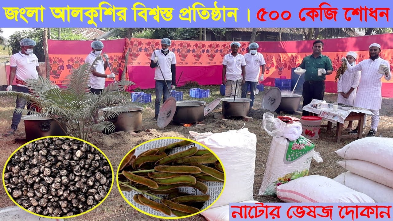 জংলা আলকুশির বিশ্বস্ত প্রতিষ্ঠান । ৫০০ কেজি আলকুশি শোধন । নাটোর । Alkushi । Velvet bean । Swadesh BD