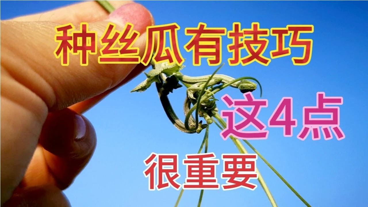 种丝瓜有技巧，如何去胡须、打顶、引蔓、捏花这四步很重要