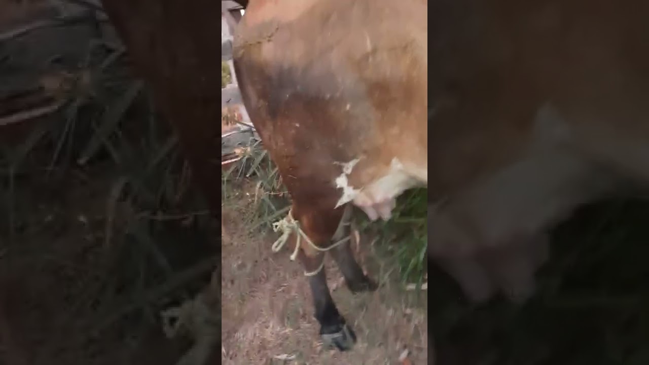 Mastite Cl&iacute;nica #shorts #medicinaveterin&aacute;ria #vaca