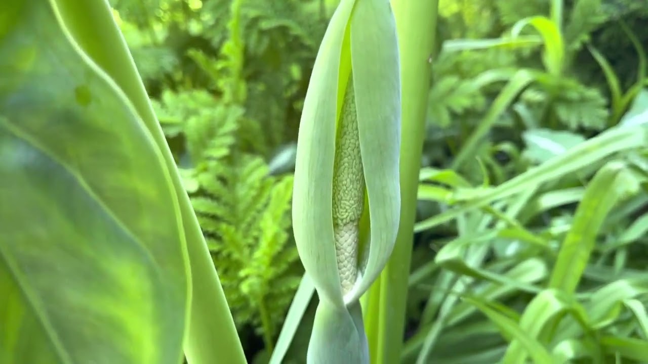 Alocasia (partie 4)