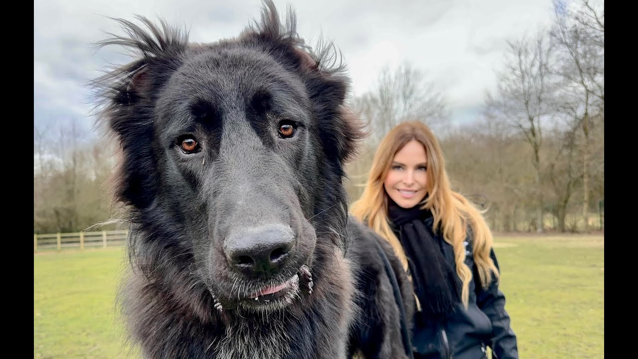 WOLF KILLER? - The Iranian Sarabi Dog - سگ سرابی