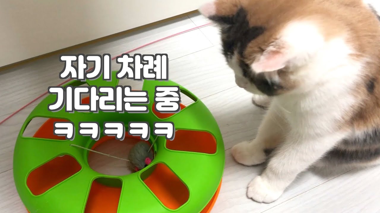 ENG) 놀고 있던 장난감 집사에게 양보해주는 쫀떡이