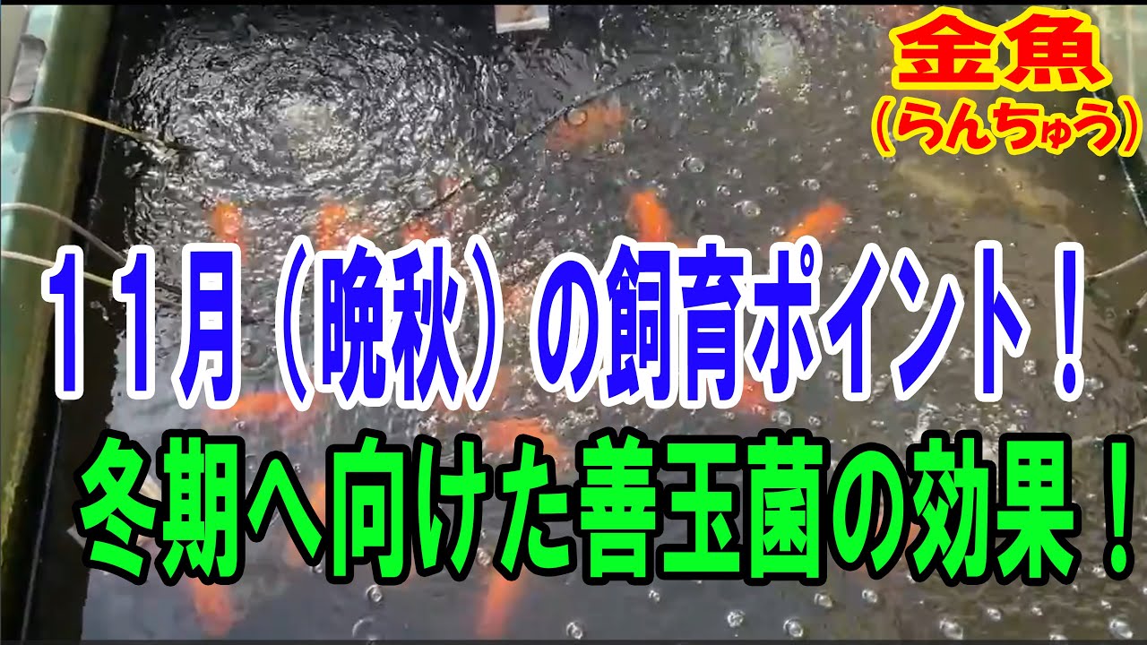 らんちゅう（金魚）ブリーダーの飼育記録No.329：１１月（晩秋）の飼育ポイント！冬期へ向けた善玉菌の効果！