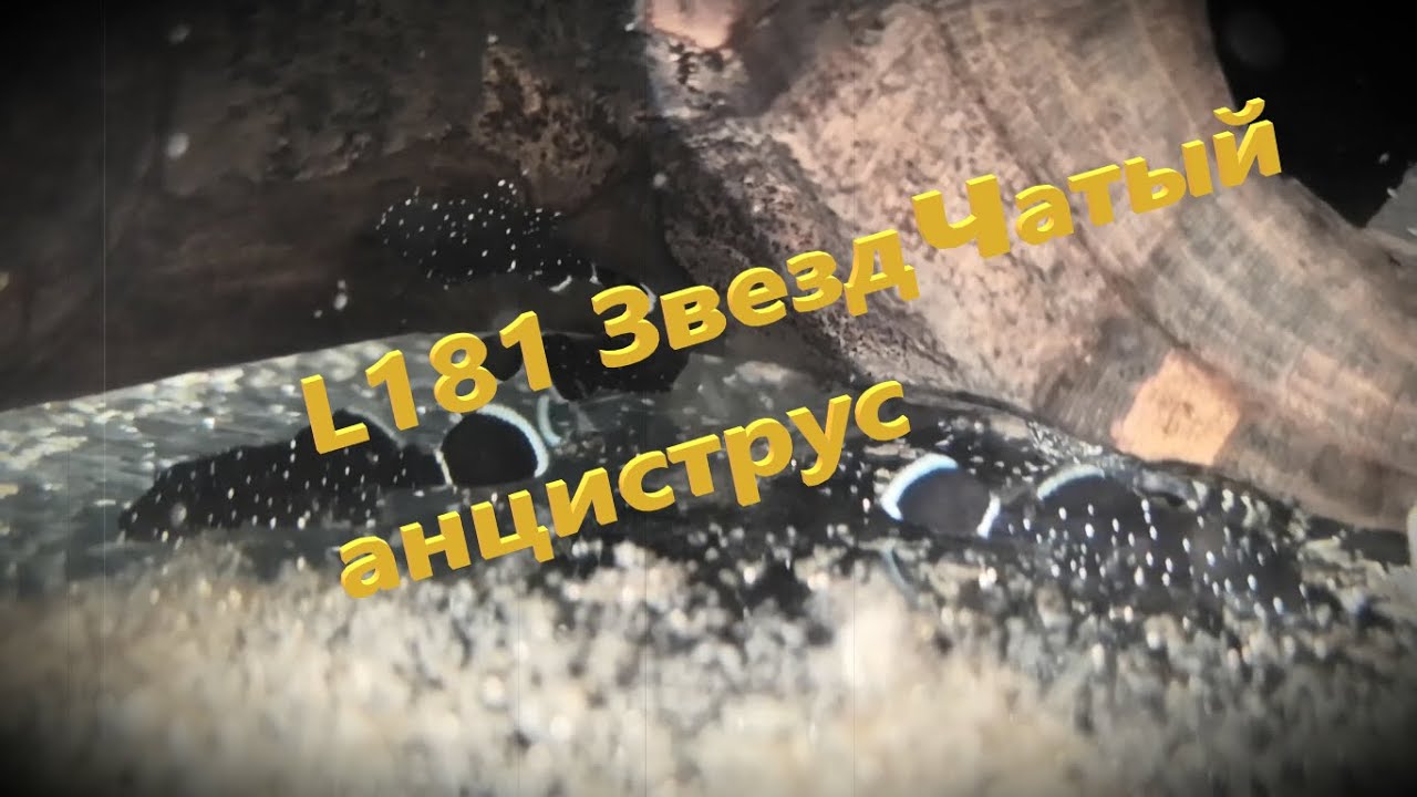 Звездчатый анциструс. Мой опыт. L181