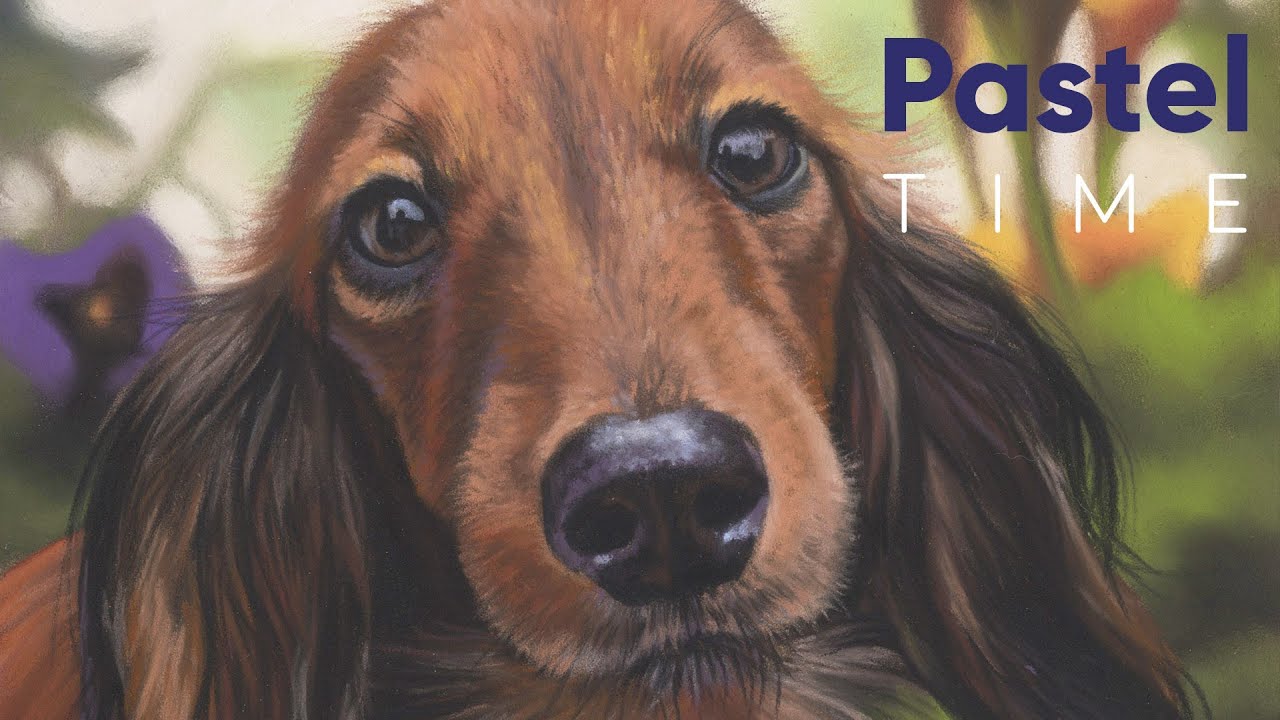 Long Haired Dachshund in Soft Pastel - Timelapse