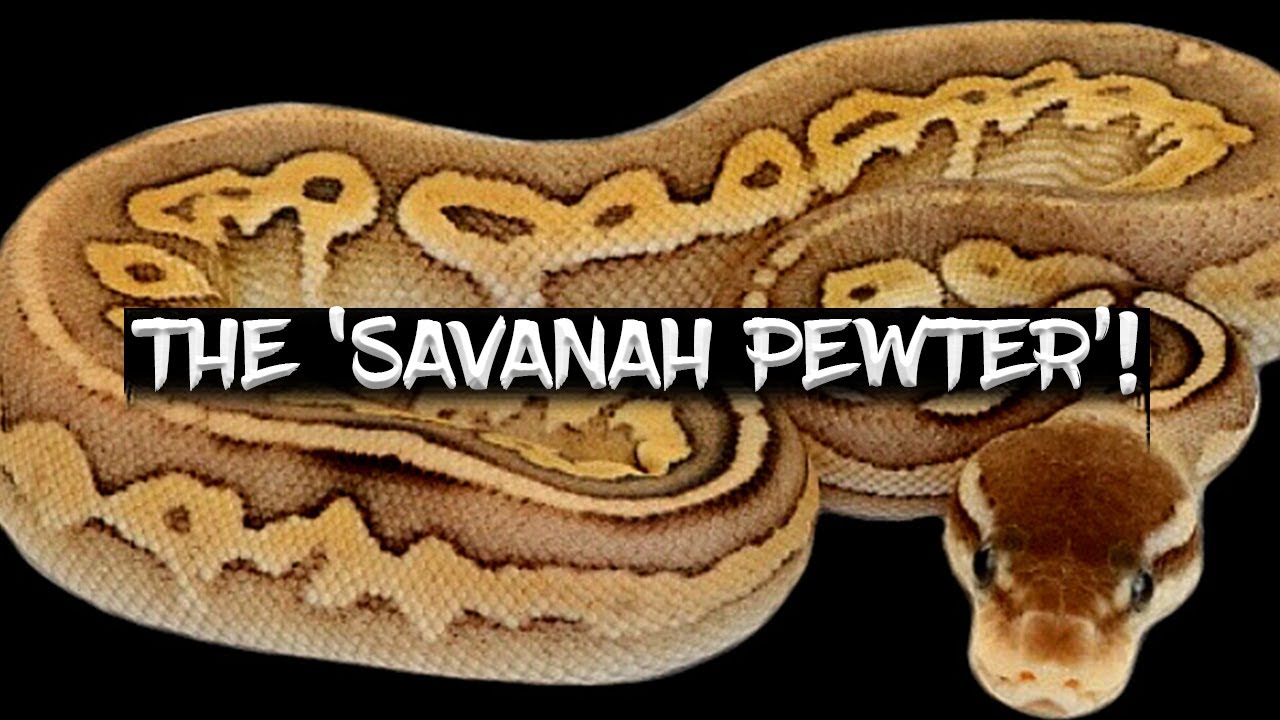 Необычайно изменчивый шаровидный питон «Savannah Pewter»!