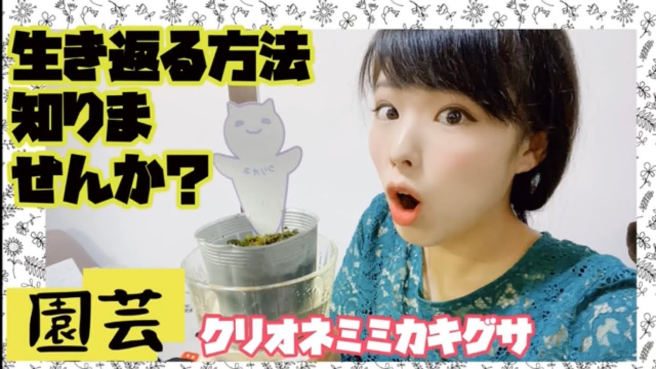 クリオネミミカキグサの植え替え教えてください。