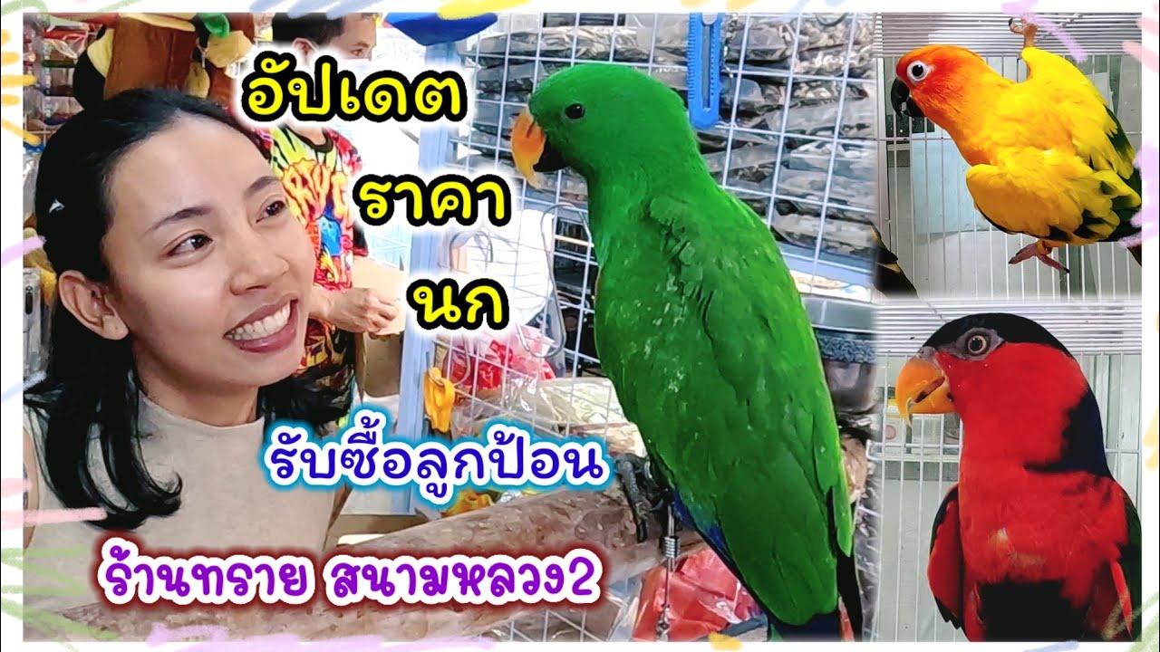 อัปเดตราคานก รับซื้อลูกป้อน ร้านทราย สนามหลวง2 นก กรง อาหาร อุปกรณ์ครบ