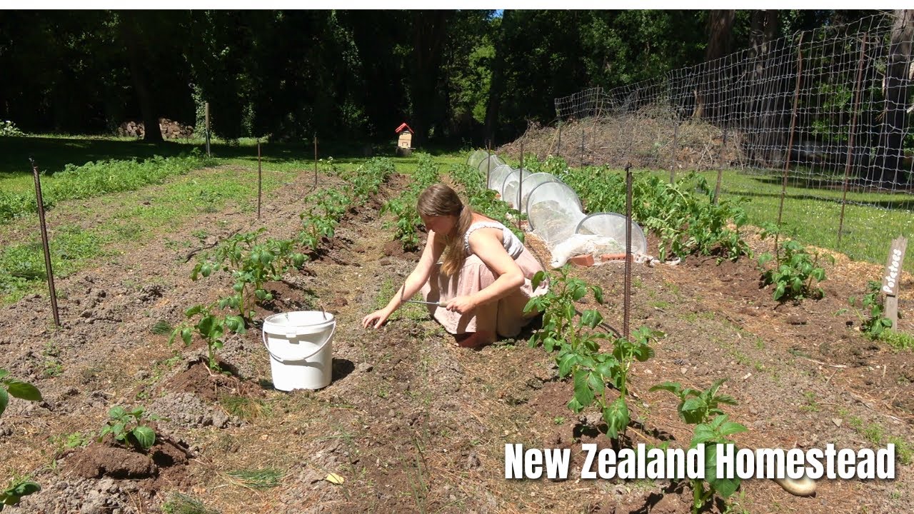 Realistic Day on Our Homestead (DITL)