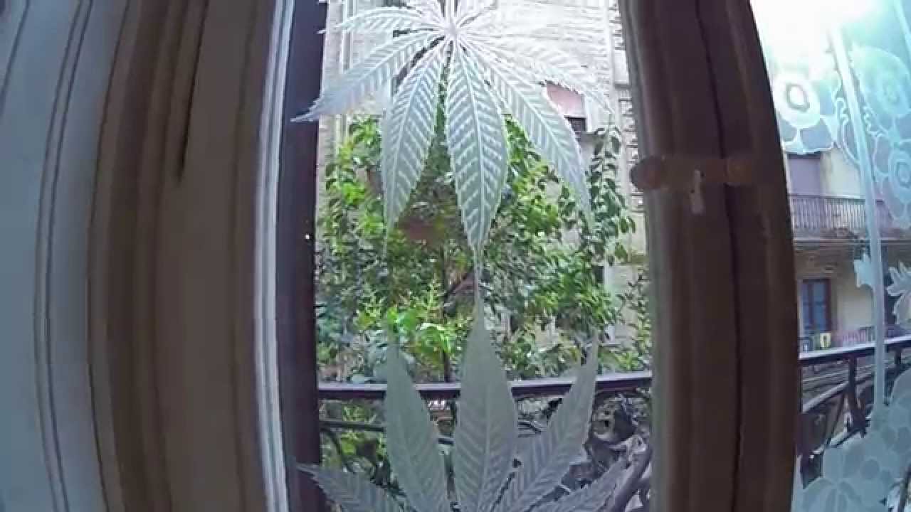 Hash Marihuana Hemp Museum, Barcelona, ​​​​Catalonia, Spain 2014 HD