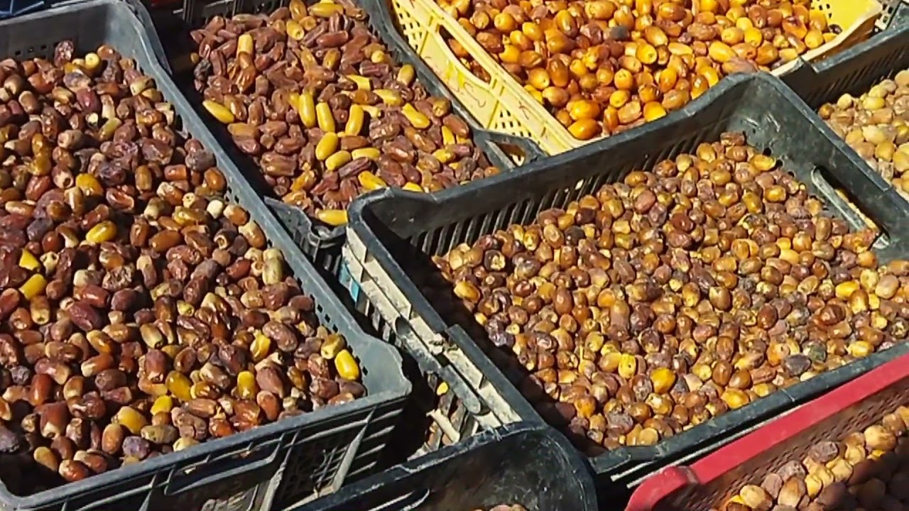 انواع التمور بسوق الريصاني Types of dates in the Rissani market🌴🌴🌴