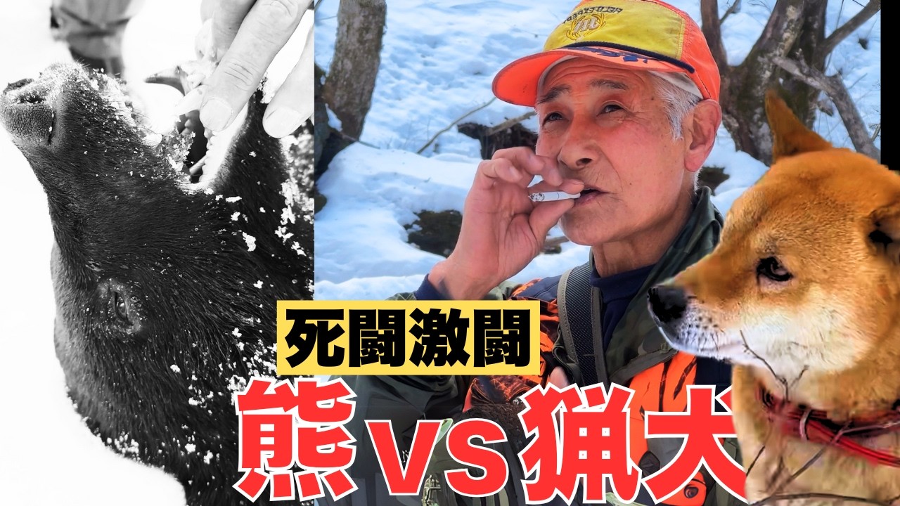 【76歳・猟犬とクマ】激闘！猟犬VS熊