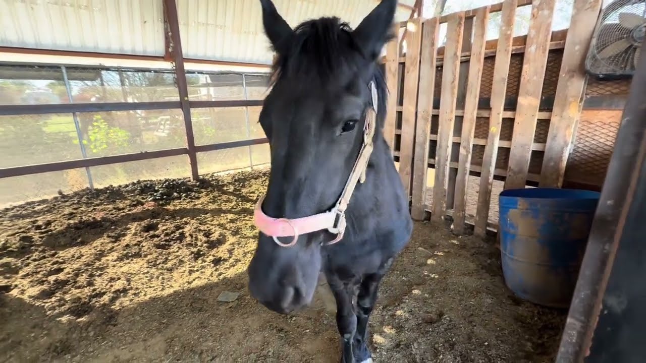 Llore despidiendo a la potranquita 