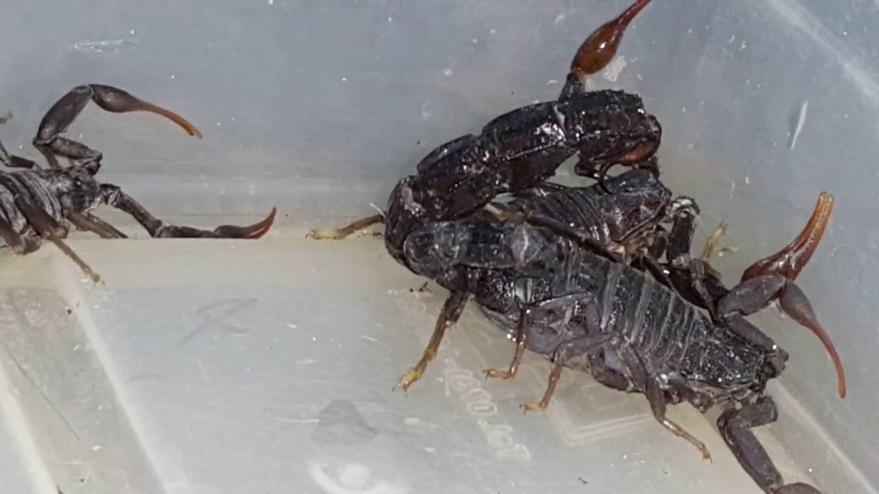 كيف تتعرف على اخطر عقرب اسود من كل الانواع السوداء مع جمال العمواسي