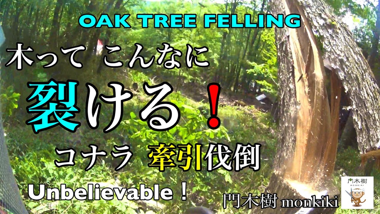 木って こんなに 裂ける！ コナラ【牽引伐倒】 Oak tree felling  危険  特殊伐採  伐倒  大木  失敗