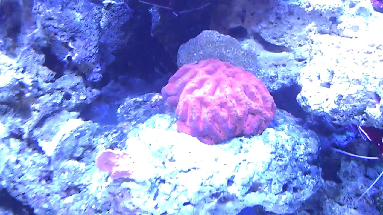 Australian Acan Lord