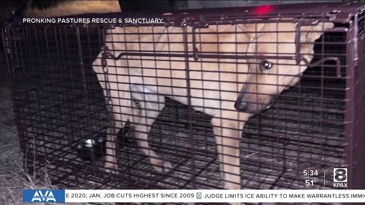 Montana dog Jack rescued after months surviving wilderness near Alberton