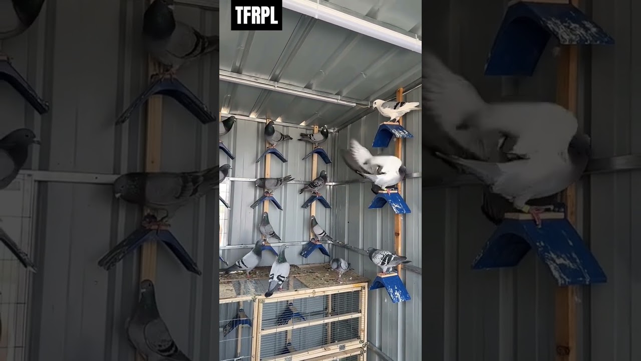 Racing Pigeon Team #pigeon #birds #pigeonracing #kabutar #tfrpl #kabootar #pigeonsport