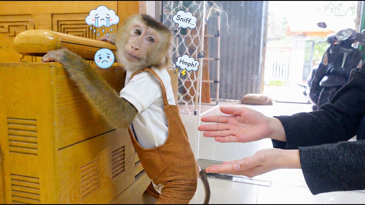 Pupu monkey was angry with his Mom and refused to go near her.