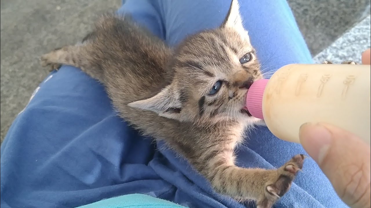 Tiny Rescue Kitten Feeling Cold And Having Warm Bottle Feeding 