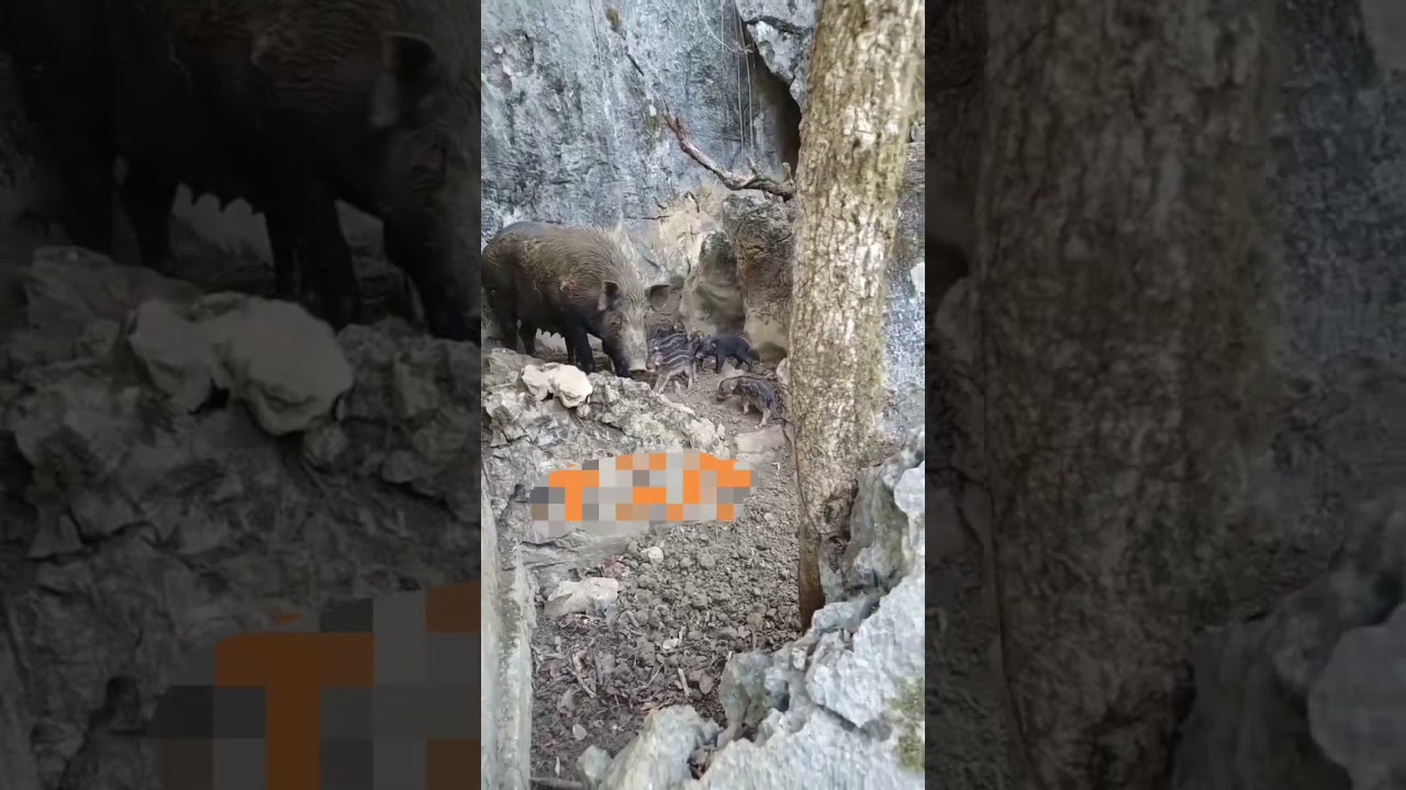 Wild Boar Family in Mountain ⛰️🐗 #warthog #pig #boar #hog #viral #shorts #animal #wildboar #wildlife