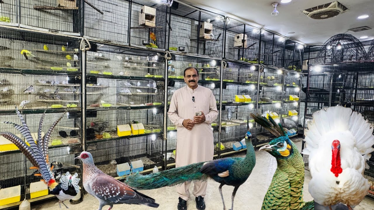 Multan Birds Market 09 April 2026 latest update | Birds Paradise Multan | Mustaq Ahmed |