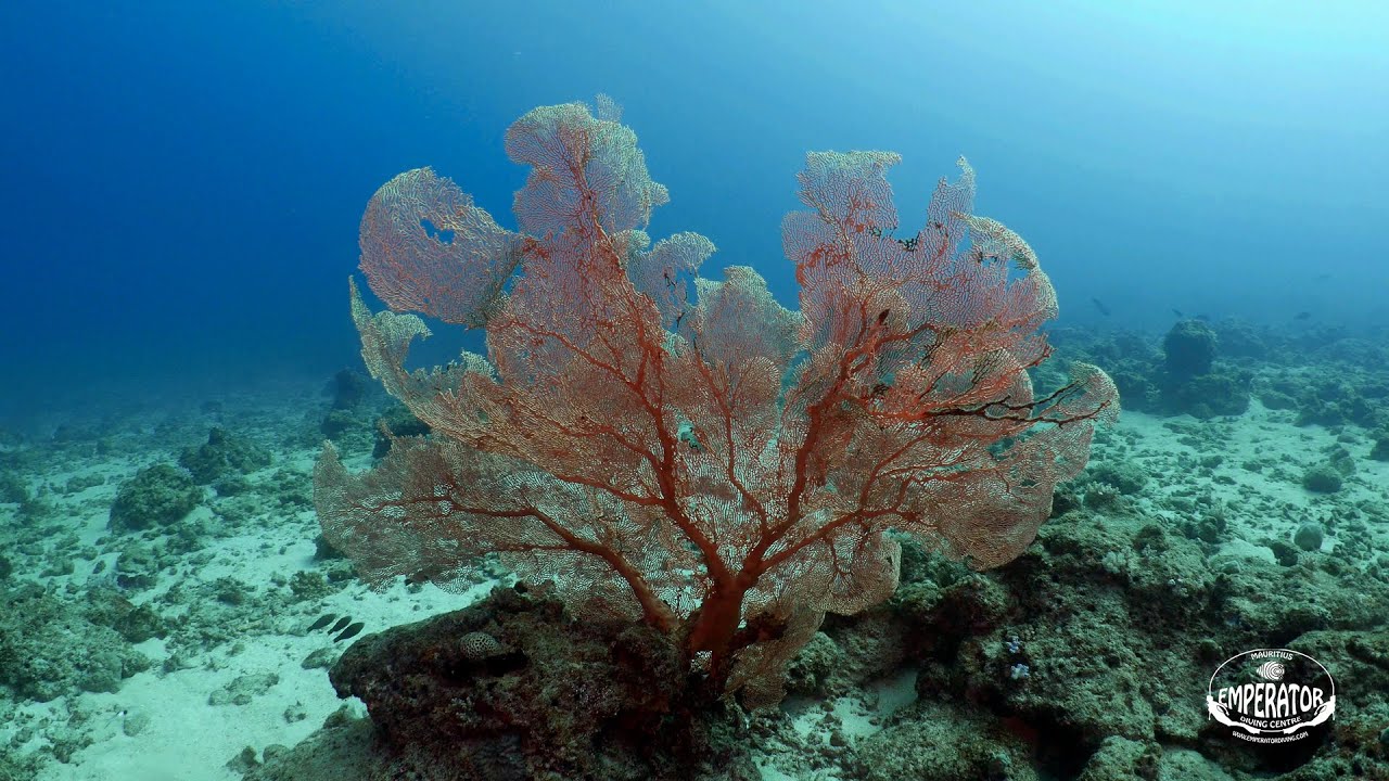 Giant Sea Fan on Coin de Mire Island