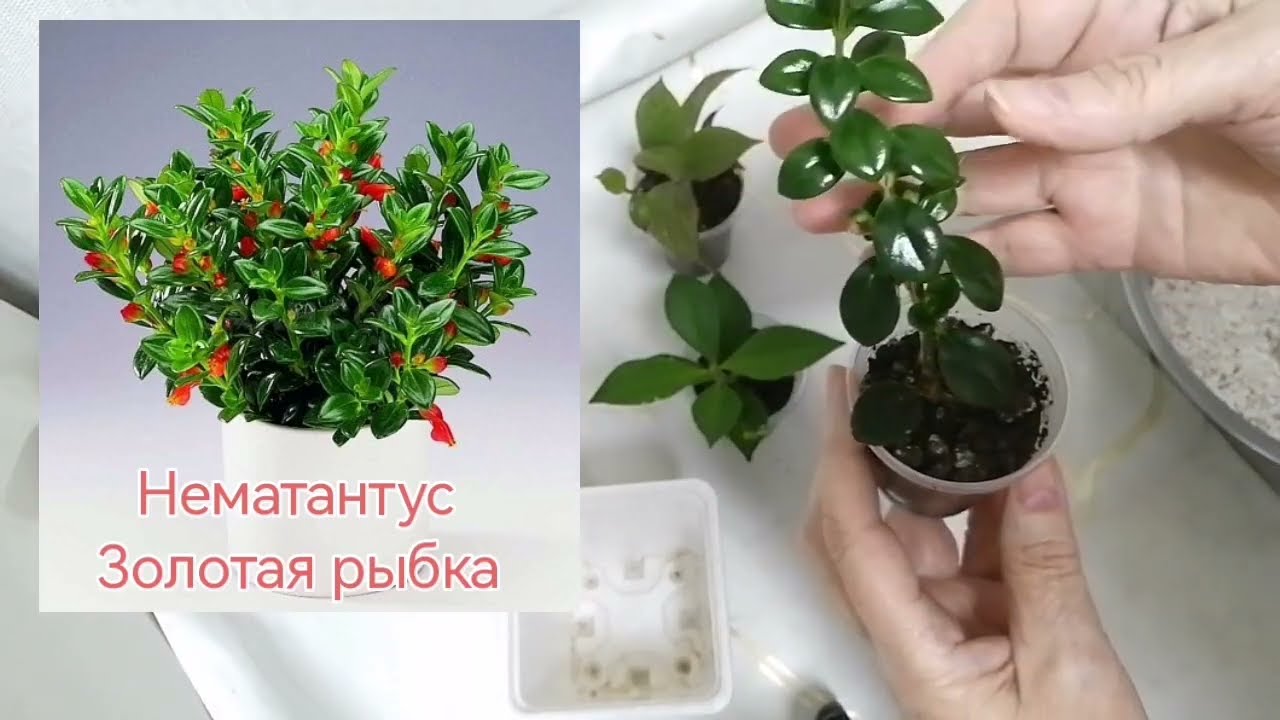 Сегодня у меня пересадка. Знакомлю с зелёными новенькими 💚Сериал: Джунгли на минималке. 2 серия. 