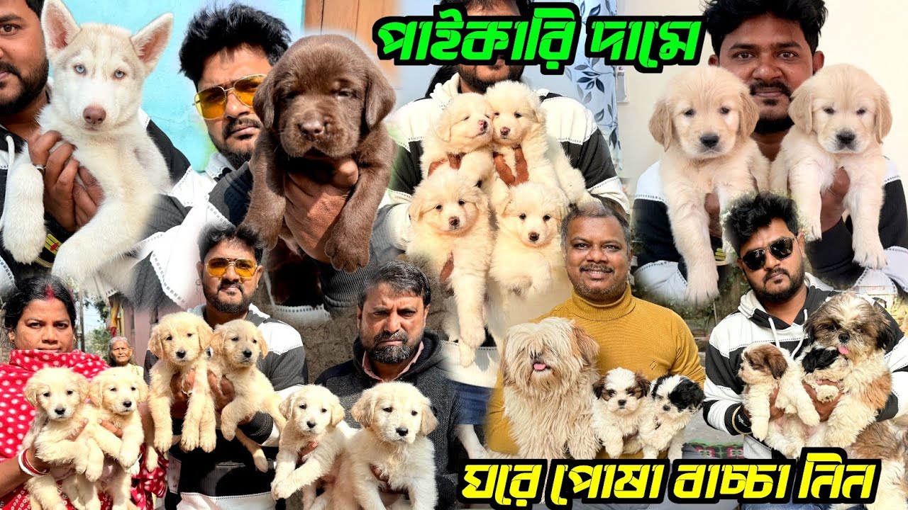 Home Breed Puppies Sale Wholesale Price. Dog Market in Kolkata Price. Kolkata Dog Market.