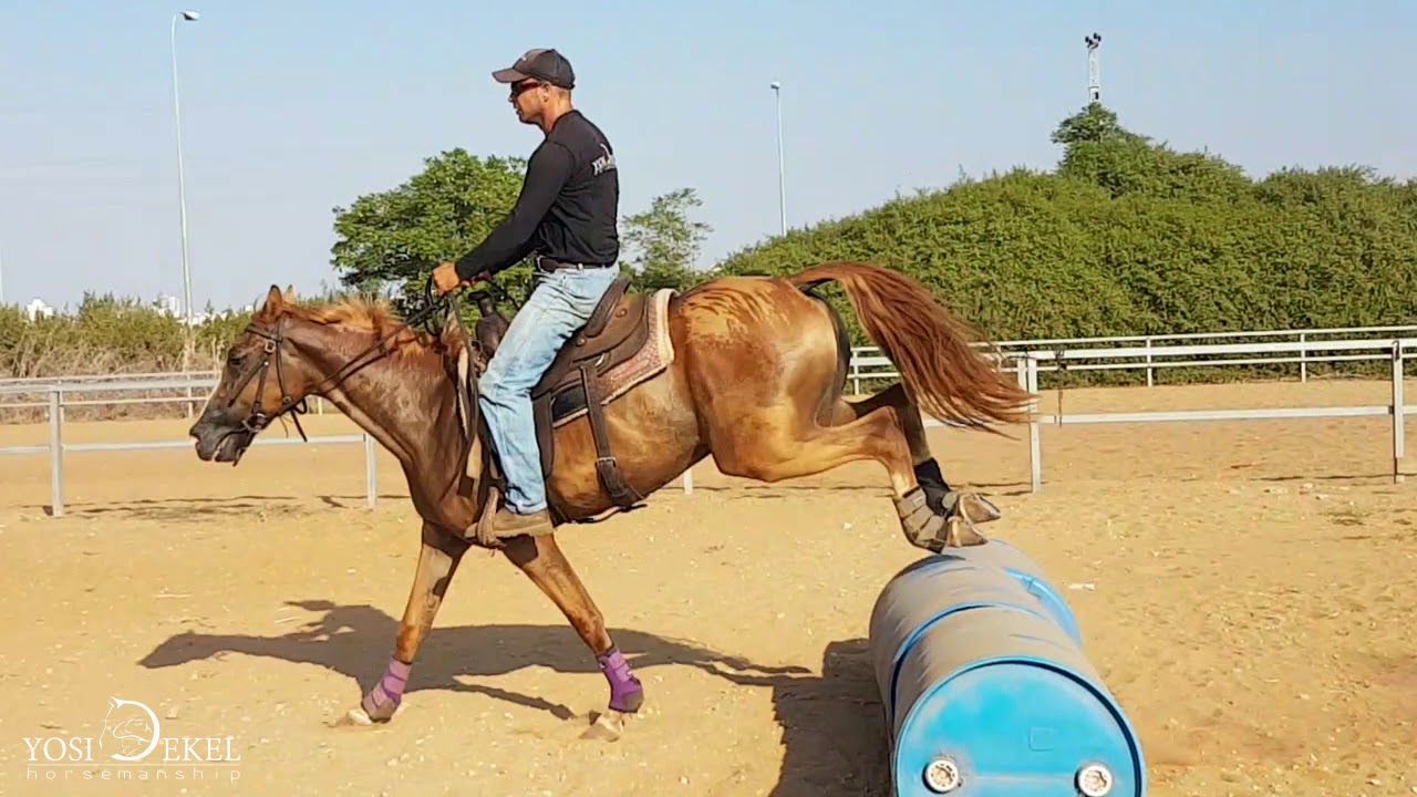 סייח לאחר 60 יום אילוף -יוסי דקל הורסמנשיפ -YOSI DEKEL HORSEMANSHIP