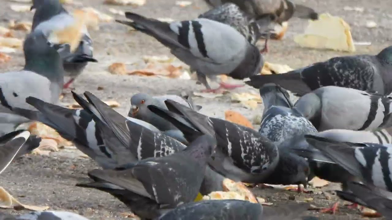 PIGEONS COMPETE TO EAT | ( Birds, bird sounds , CAT TV )
