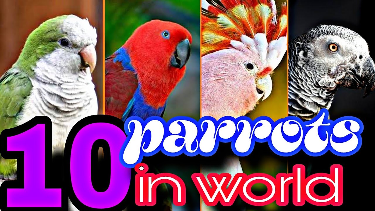 Top 10 parrots in the world||Top10 Smartest Parrots in the World||Top 10 Famous Parrots in the World