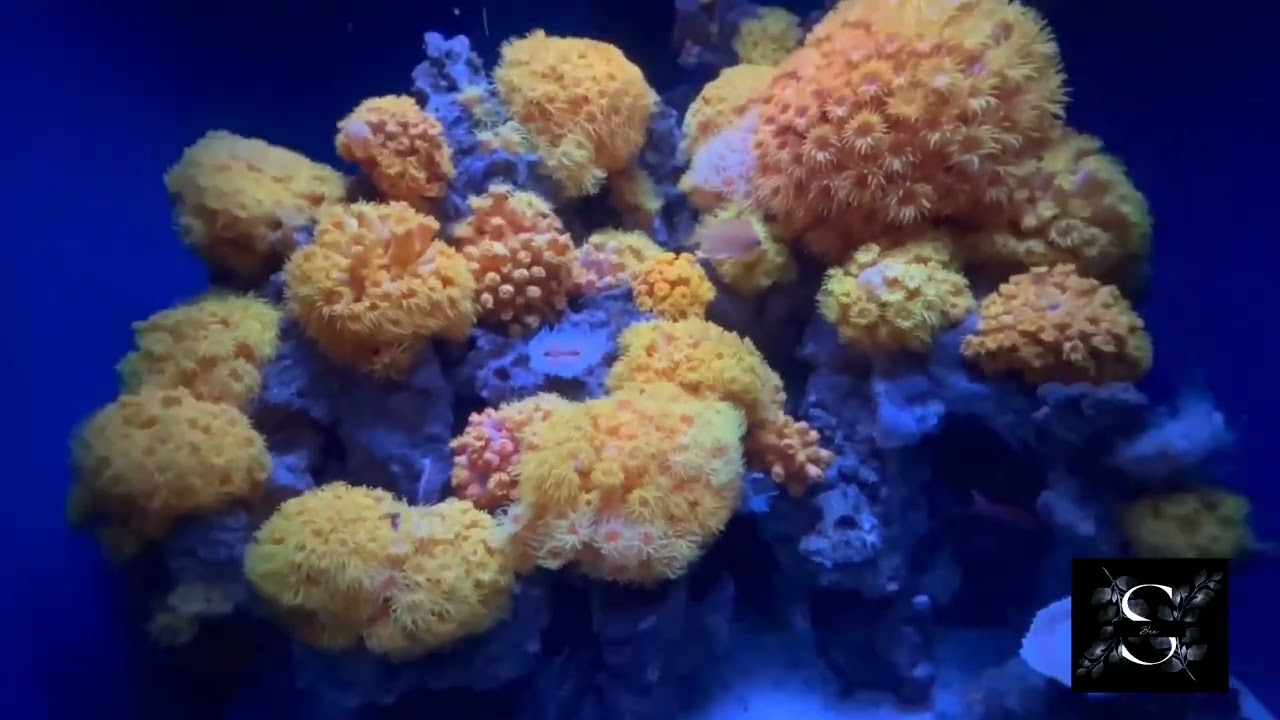 Lovely Sea Creatures | sbee