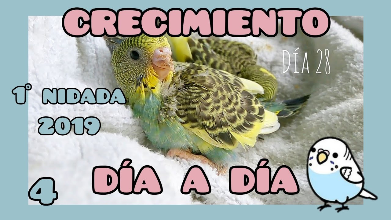 Crecimiento de crías día a día | Periquitos Australianos