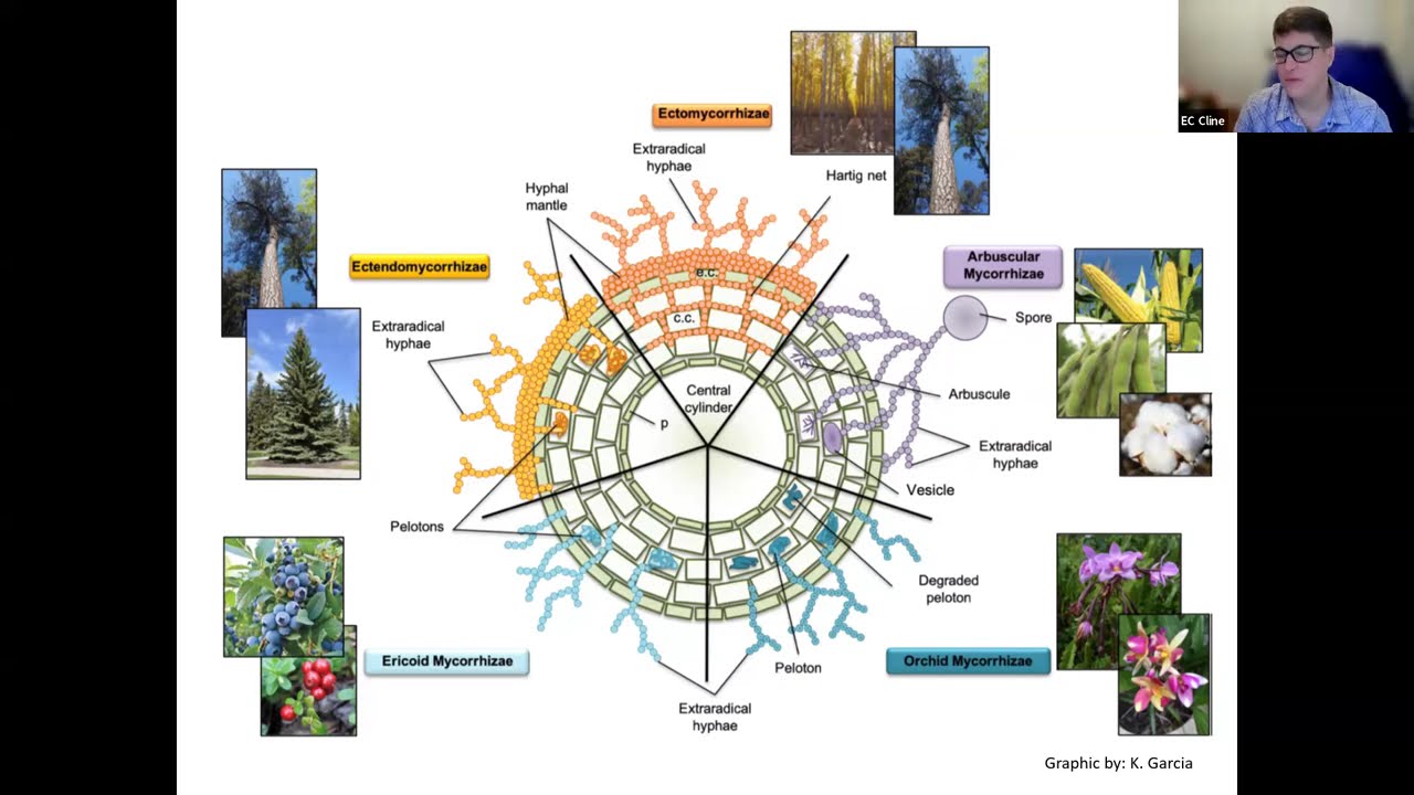 Connections: How mycorrhizal fungi weave together and protect our forests