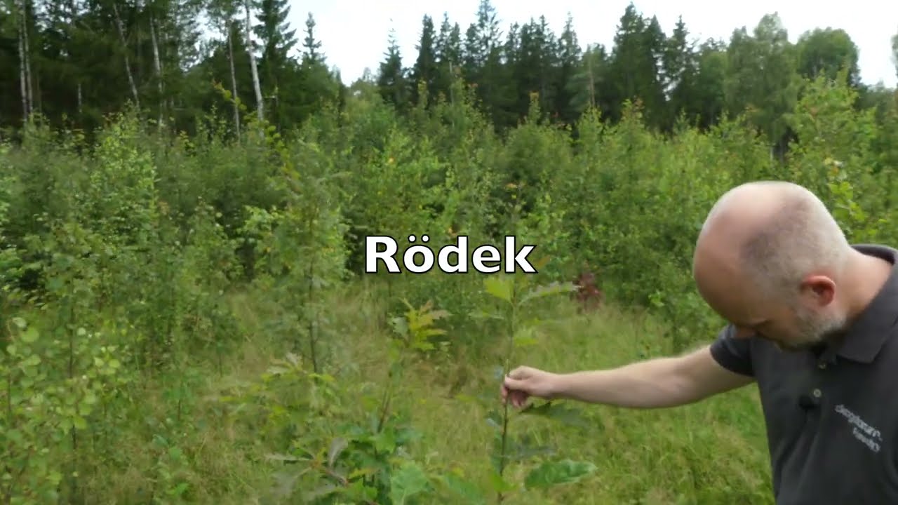 L&ouml;vskogsprojektet