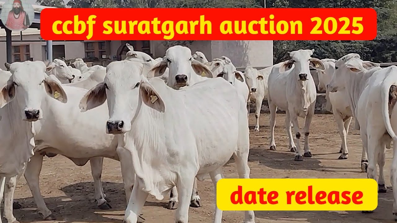 🙏🙏 ccbf auction 2025 | खरीदे top tharparkar गौमाता | tharparkar | dadadolhadairyfarm