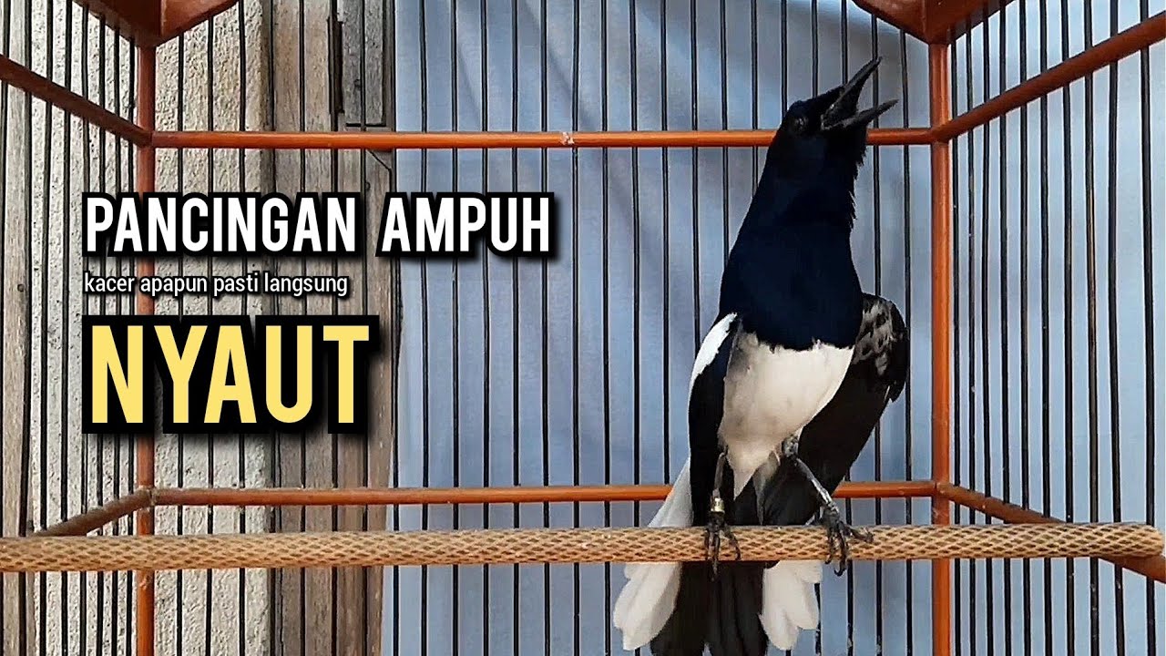 kacer gacor NGEPLONG tarung ini paling ampuh buat PANCINGAN KACER agar EMOSI NYAUT