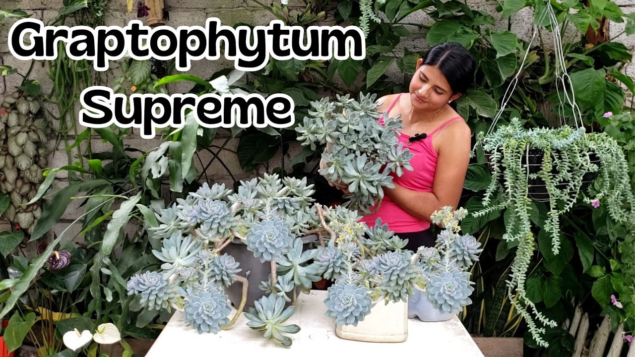La Suculenta mas f&aacute;cil de cuidar Graptophytum Supreme 💪