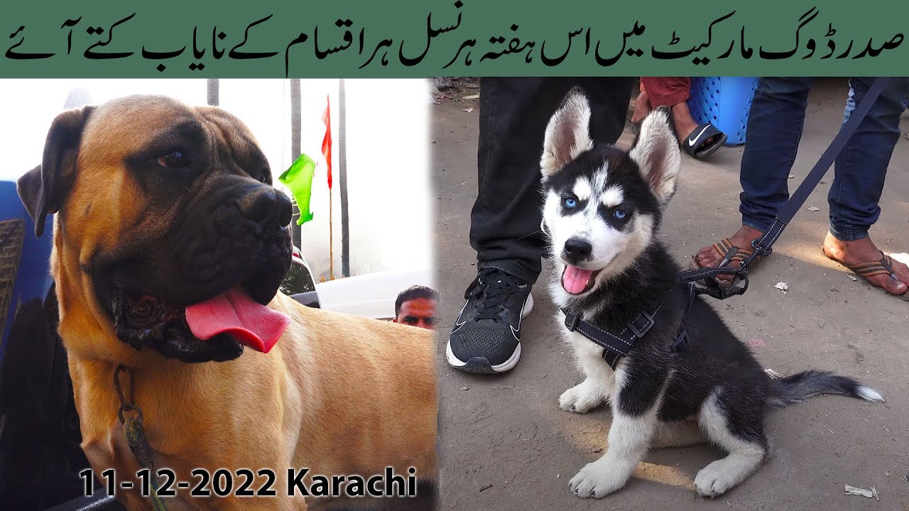 Saddar Dog Kutta Market Bullmastiff Dog, German Shepherd, Pitbull Dog, Siberian Husky, Dog ki Video