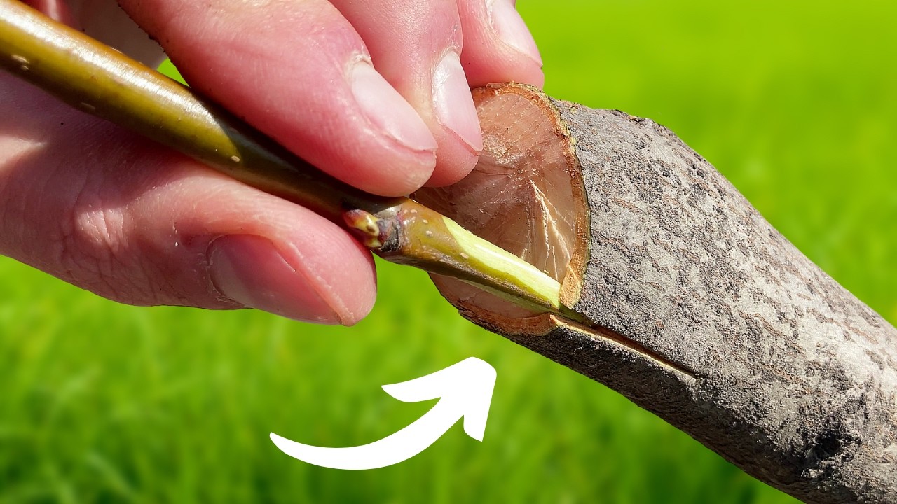 Pear Grafting | Full process + Growth Updates | Bark Grafting