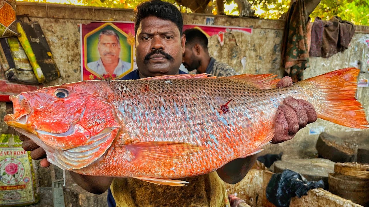 KASIMEDU 🔥 SPEED SEVAM | HUGE ORANGE SNAPPER FISH CUTTING VIDEO | 4K VIDEO | KM FISH CUTTING