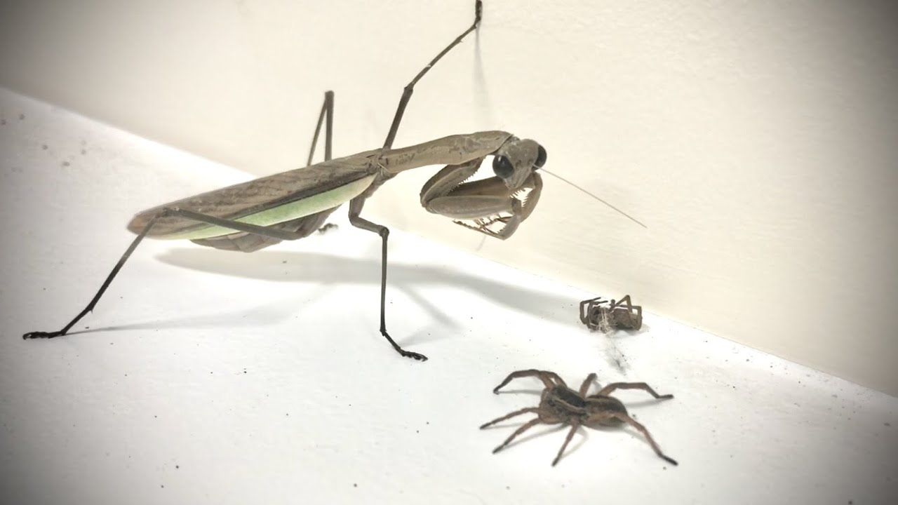 Praying Mantis Catches 2 Wolf Spiders At Once