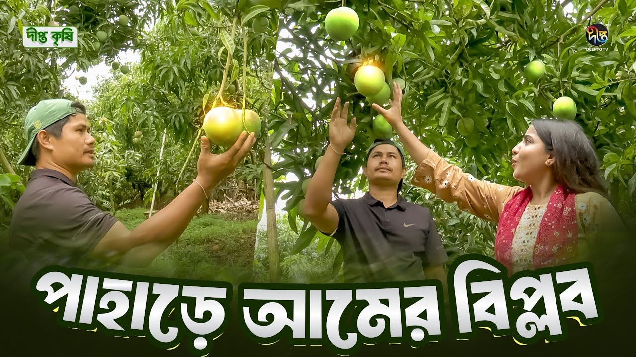 Deepto Krishi | পাহাড়ে নিরাপদ আমে বাণিজ্যিক সম্ভাবনা || Hill Side Mango || EP 1695